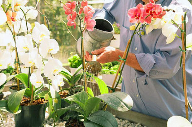 Методы полива орхидеи