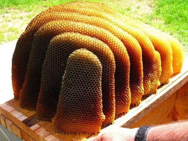 Пчёлы хорошо постарались еда, идеально, овощи, перфекционист, совершенство, фрукты