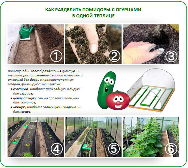 Вариант разделения растений огурцов и помидор в одной теплице. https://vasha-teplitsa.ru