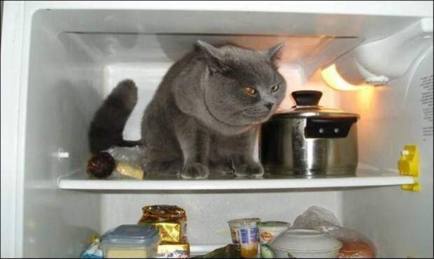 catfridge30 Коты в холодильниках
