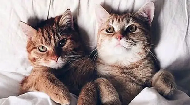 В Госдуме иноагентам «разрешили постить котиков» без маркировки