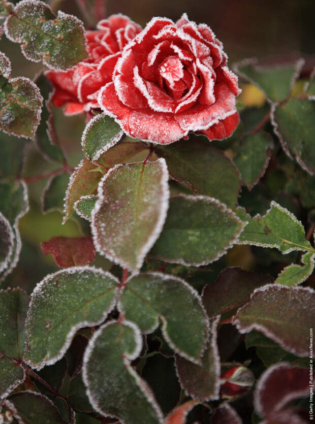 Early Morning Frost In Knutsford As Temperatures Fall Around The UK