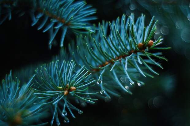 Елка. Фото:pixabay.com