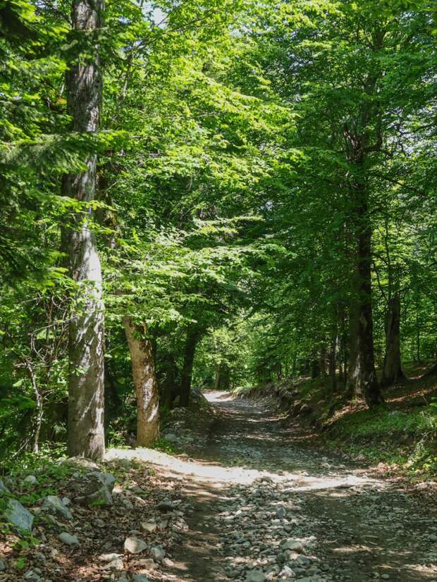 На лесных тропинках