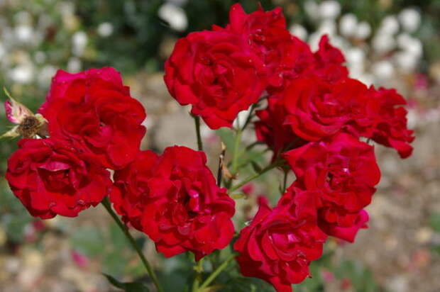 Роза садовая сорт Nina Weibull