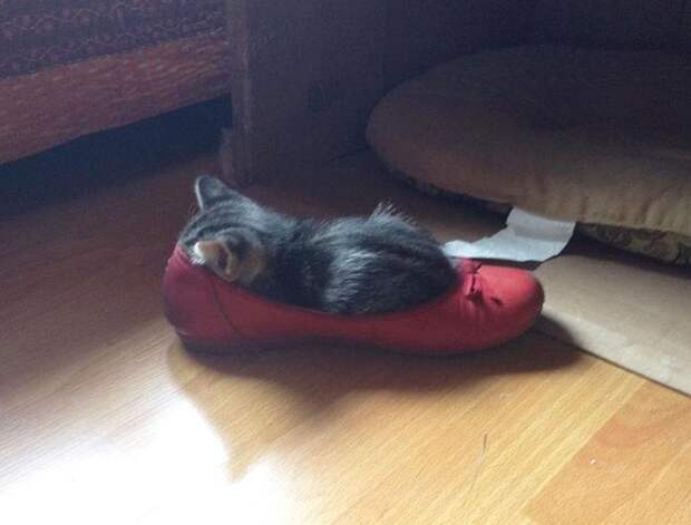 кошки спят в неожиданных местах, кошки спят в необычных местах