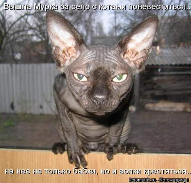 Котоматрицы (картинки с надписями)