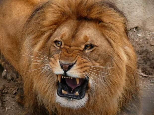 «Рычал как лев, помогло не очень», — депутат Рады опробовал совет главы МВФ (ВИДЕО)