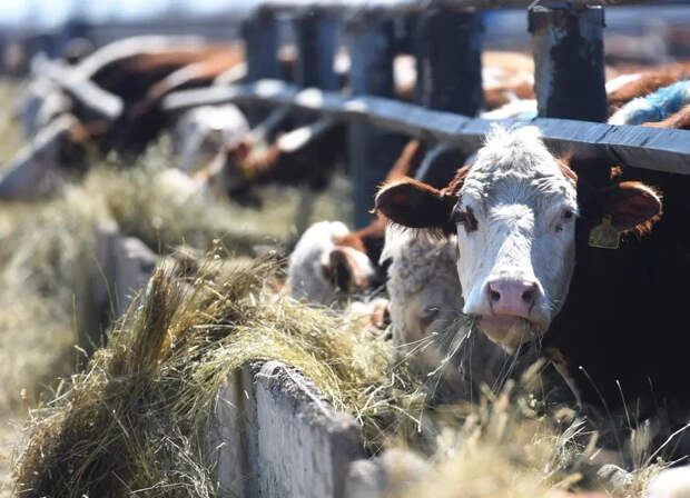 SHOT: Фермеры в России жалуются на массовый забой здоровых коров