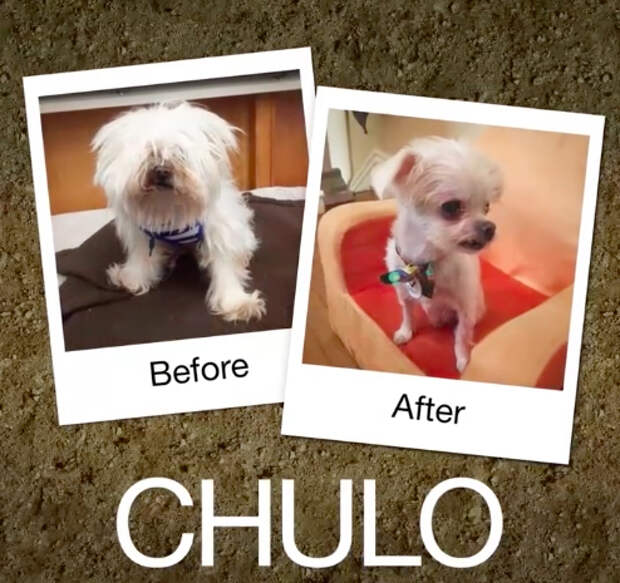 Chulo-e1470664387796