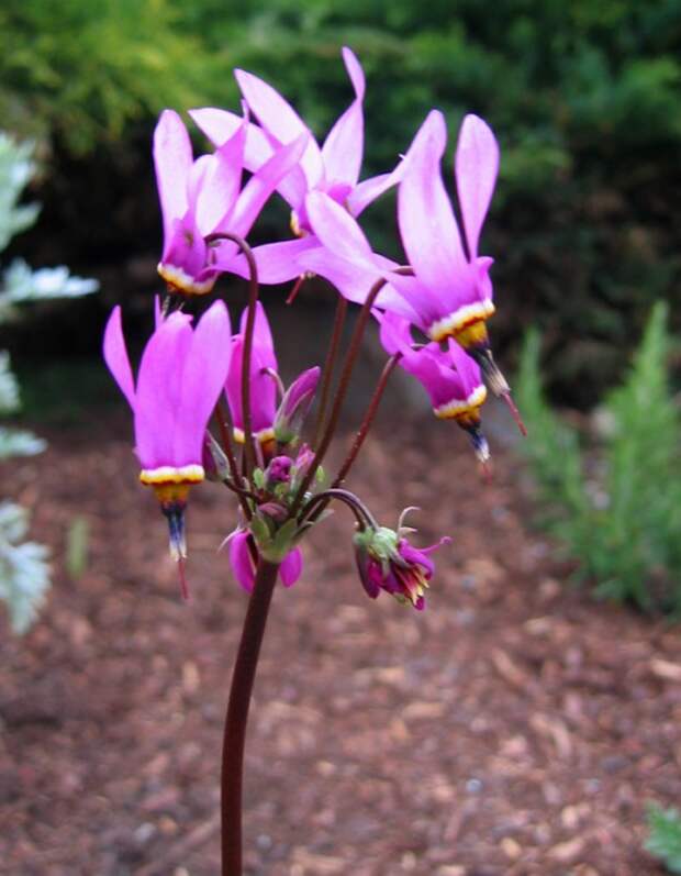 Додекатеон (Dodecatheon)
