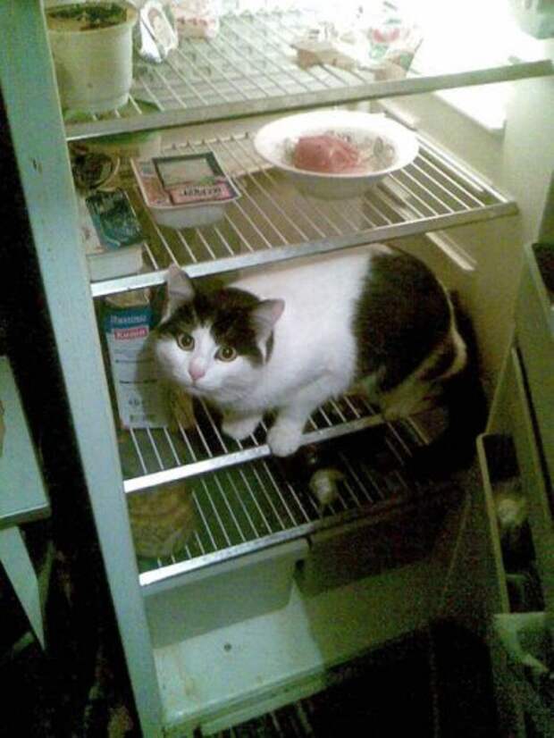 catfridge22 Коты в холодильниках