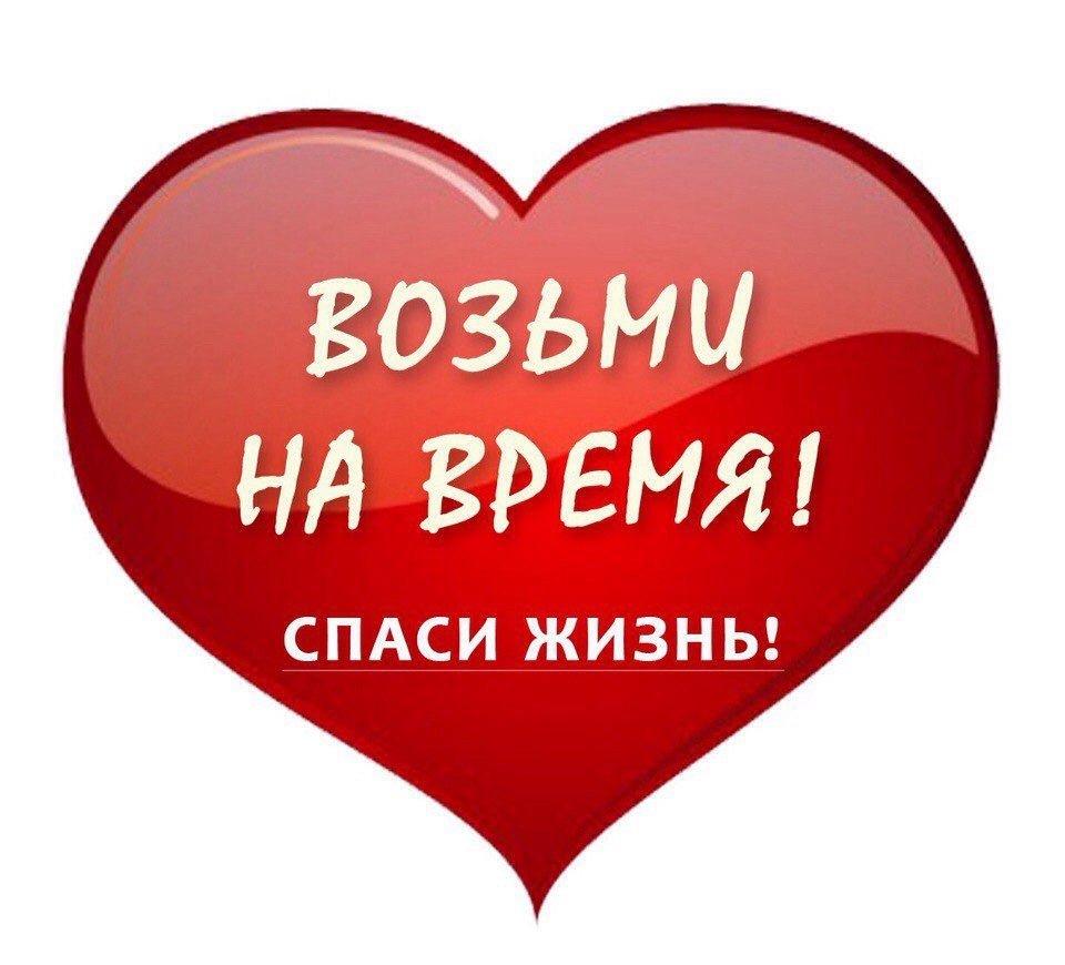 Красивый бывшедомашний котик пропадает.. Нужна хотя бы временная передержка!