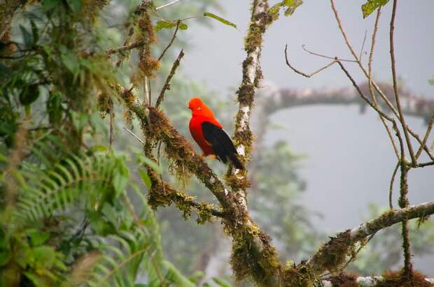 Amazonas10 Большое фотопутешествие по лесам Амазонки