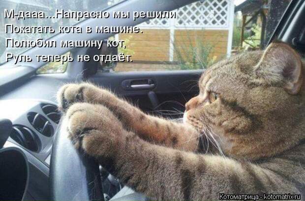Котоматрица: М-дааа...Напрасно мы решили Покатать кота в машине. Полюбил машину кот, Руль теперь не отдаёт.