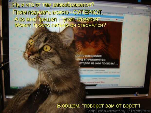 Лучшие котоматрицы недели (50 фото)