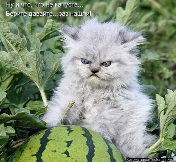 Лучшие котоматрицы недели (50 фото)