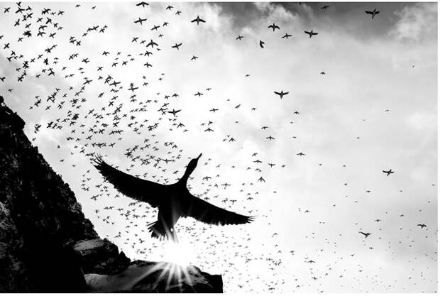 Победители конкурса «Фотограф птиц года — 2025»