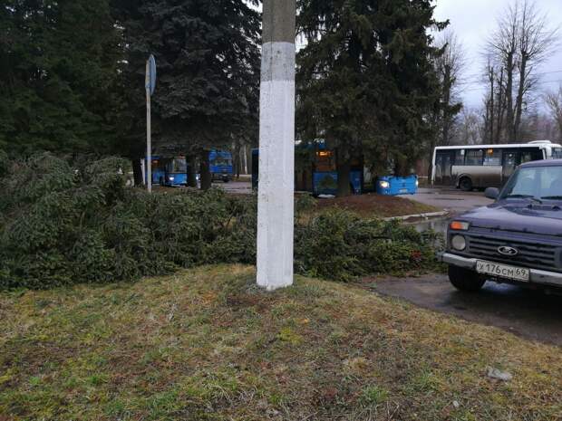 В Твери упавшее дерево чудом не задело автомобиль