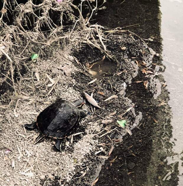 Фото дня: на пруду в Лосинке загорала черепаха