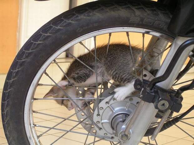 Забавные котята