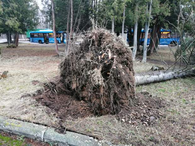 В Твери упавшее дерево чудом не задело автомобиль