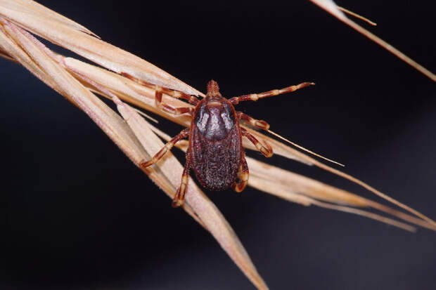 Роспотребнадзор: южные клещи-мутанты не выживут в Москве из-за климата