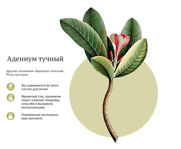 Самые ядовитые комнатные растения