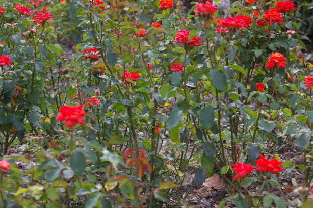 Роза садовая сорт Anabell в сентябре, фото автора