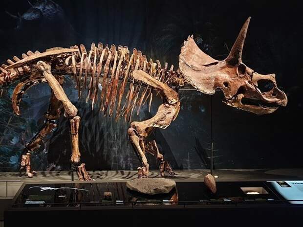 Учёные из России обнаружили в Кузбассе динозавра-бегуна