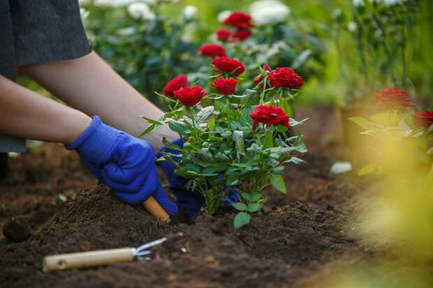 как избавиться от тли на розах и других цветах