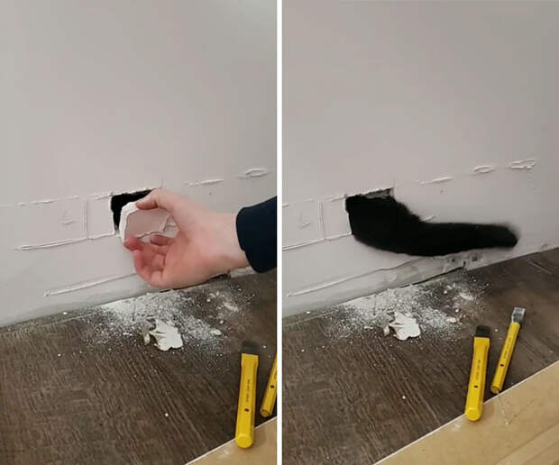Животные, у которых выдался не самый удачный день