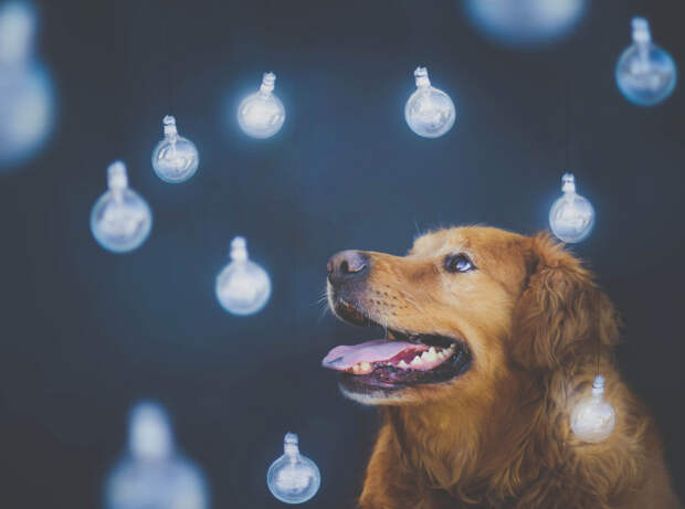 Собачьи портреты Creative Dog Portraits 8 Радостные собаки в объективе девушки подростка