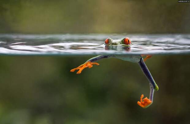 Оригинальные лягушки Frogs10 Оригинальные лягушки