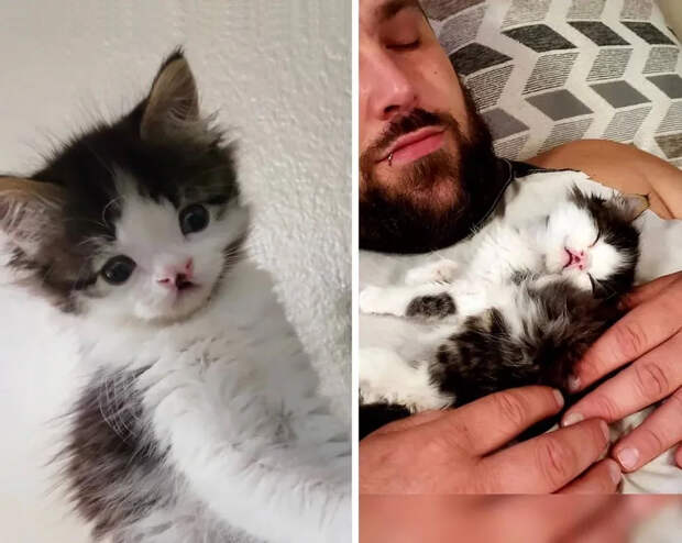 Без кота и жизнь не та