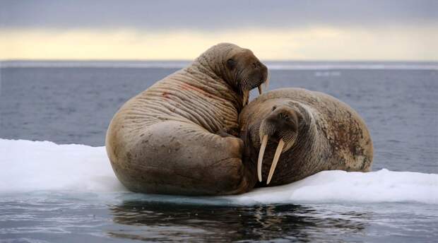 Изображение: naturepl.com / Eric Baccega / WWF