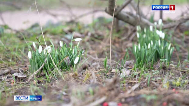 В Крыму в середине декабря расцвели подснежники
