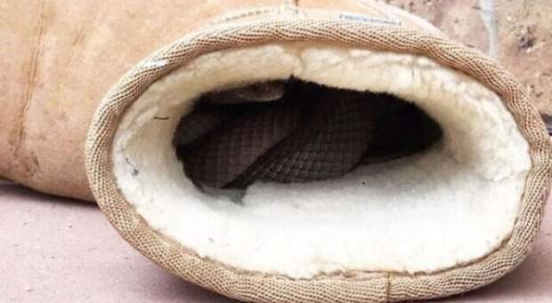 Фотографии с животными, которые доказывают, что Австралия — это страна для самых смелых