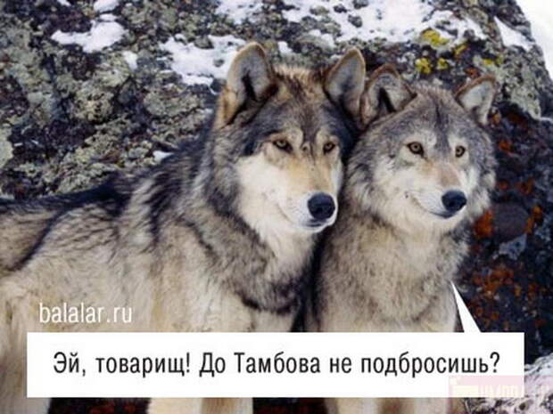 Смешная живность. Позитивненько! №2