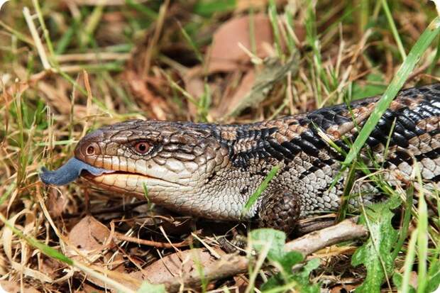 Черно-желтая исполинская ящерица (лат. Tiliqua nigrolutea)