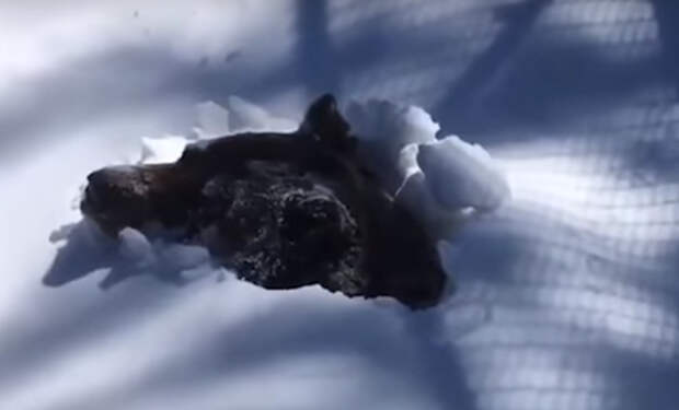 Рейнджеры сняли на камеру момент пробуждения гризли от спячки: медведь выходит из берлоги