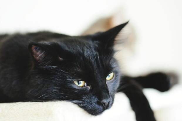 черный кот Томмазино