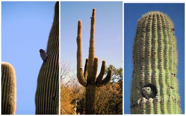 20 метров в высоту: огромные кактусы пустыни Сонора, в которых живут совы 