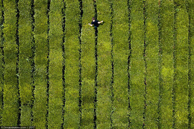 Как выглядят чайные плантации в Сочи