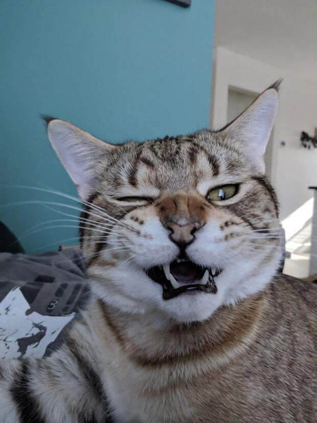 коты чихают кот чихает