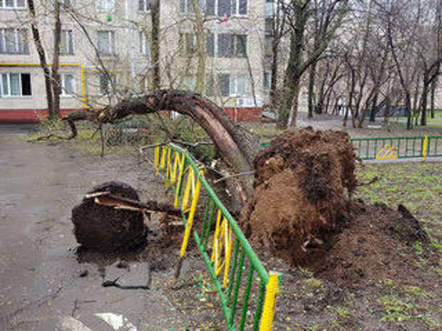 Дерево упало на девятилетнего мальчика в Ульяновске