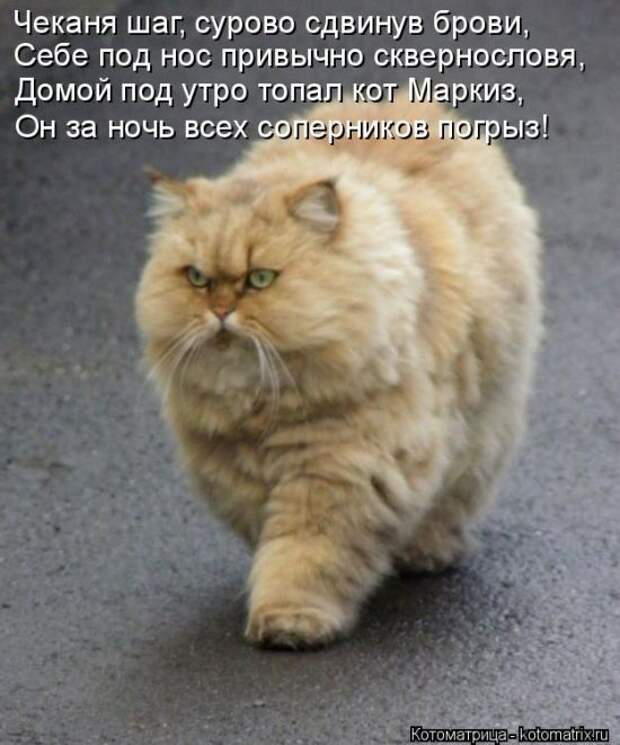 Котоматрицы(картинки с надписями)