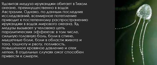 Самая опасная медуза в мире (Топ-5)