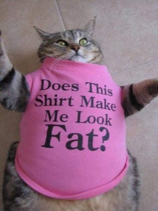 FatCats25 Толстокоты