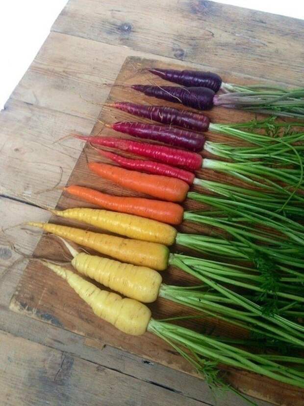 Переход цвета от красочной моркови еда, идеально, овощи, перфекционист, совершенство, фрукты